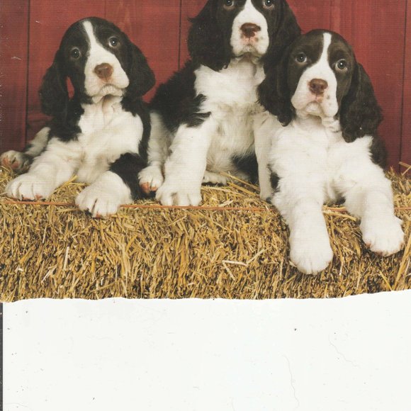 Cool Dogs - Picture 1 of 1
